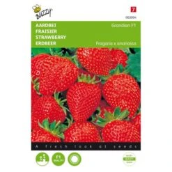 Aanbiedingen Fruit Zaden Boetiek Winkel 10 Aardbeien Grandian F1 - Fragaria × Ananassa