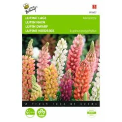 Lupinus Polyphyllus Minarette