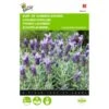 Vlinderlavendel Sancho Panza - Lavandula Stoechas