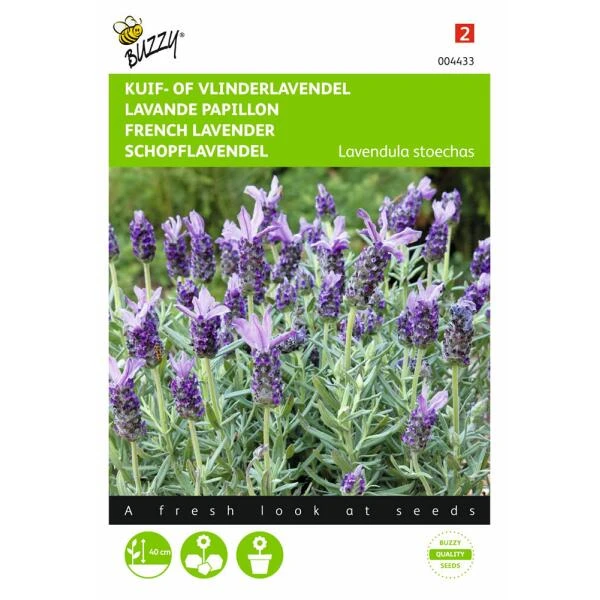 Vlinderlavendel Sancho Panza - Lavandula Stoechas 1 Vlinderlavendel Sancho Panza - Lavandula Stoechas