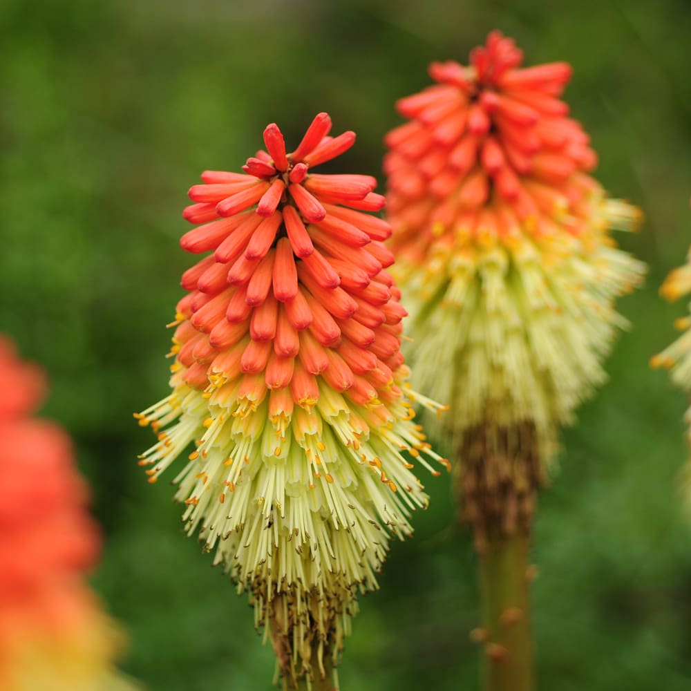 Aanbiedingen Fruit Zaden Boetiek Winkel -Aanbiedingen Fruit Zaden Boetiek Winkel Kniphofia uvaria Royal Castle Hybrids