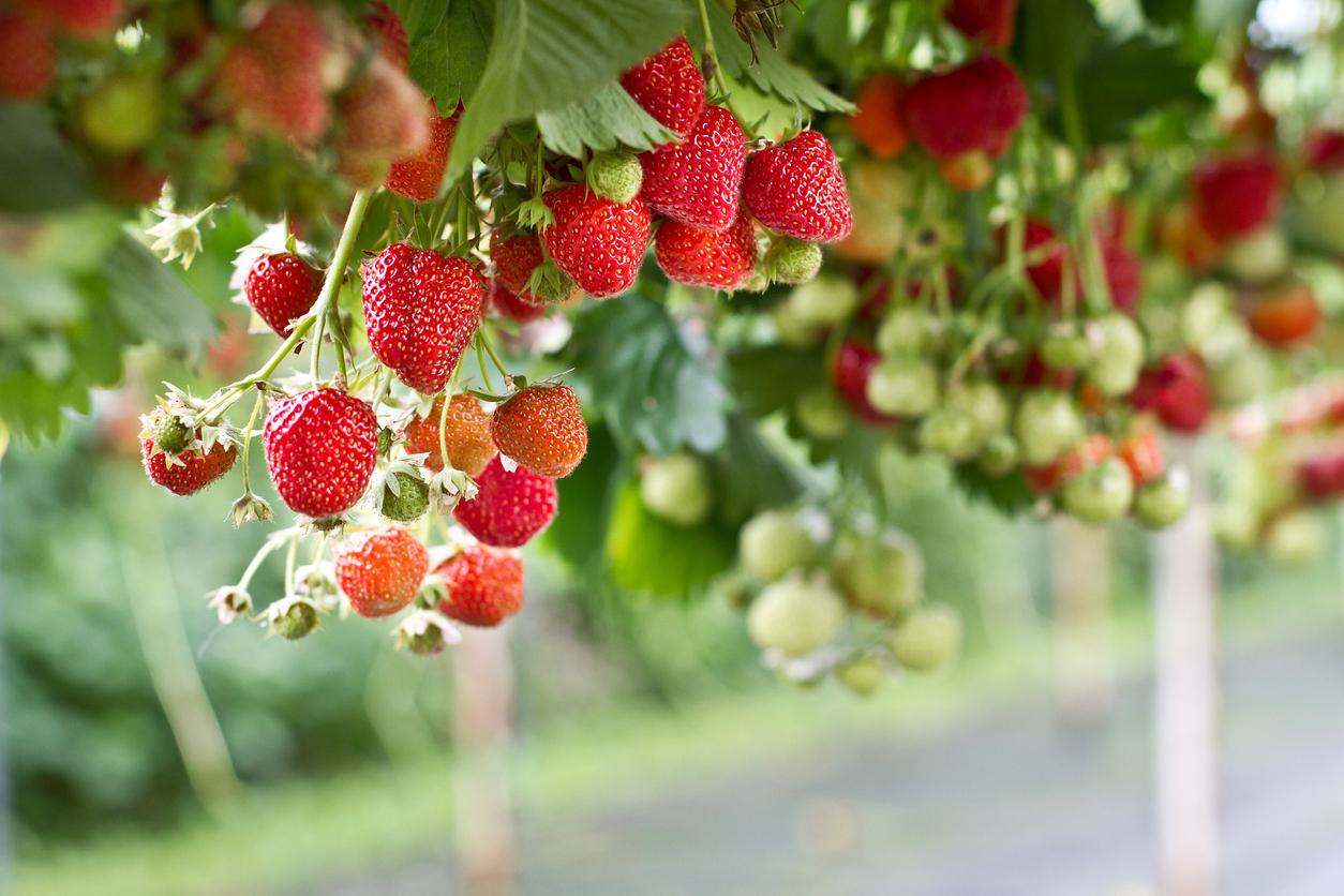 Aanbiedingen Fruit Zaden Boetiek Winkel -Aanbiedingen Fruit Zaden Boetiek Winkel Strawberry in the farm