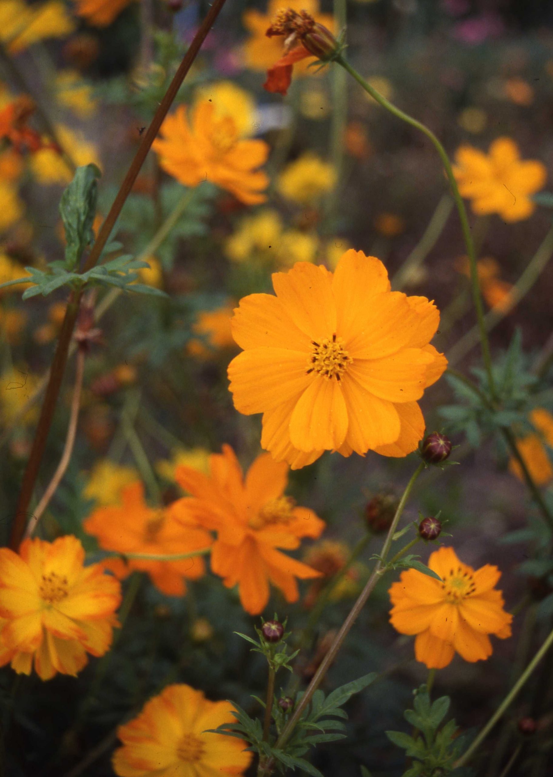 Aanbiedingen Fruit Zaden Boetiek Winkel -Aanbiedingen Fruit Zaden Boetiek Winkel cosmos sulph. sunset 26050 scaled 1