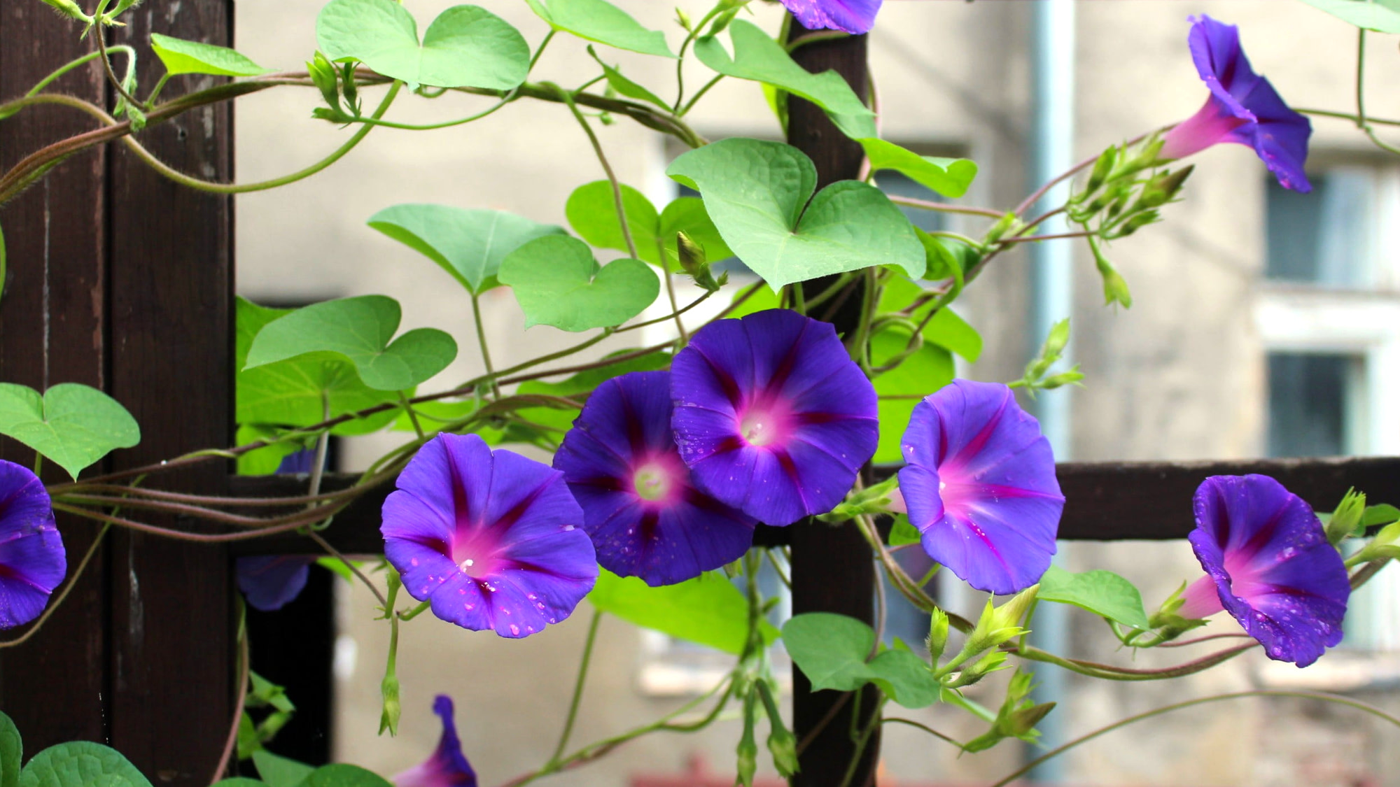 Aanbiedingen Fruit Zaden Boetiek Winkel -Aanbiedingen Fruit Zaden Boetiek Winkel ggggg 10